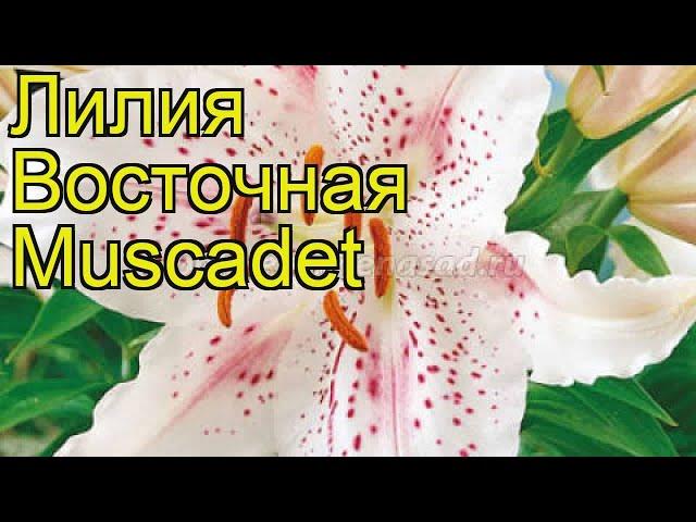 Лилия восточная Мускадет (Muscadet). Краткий обзор, описание характеристик, где купить луковицы