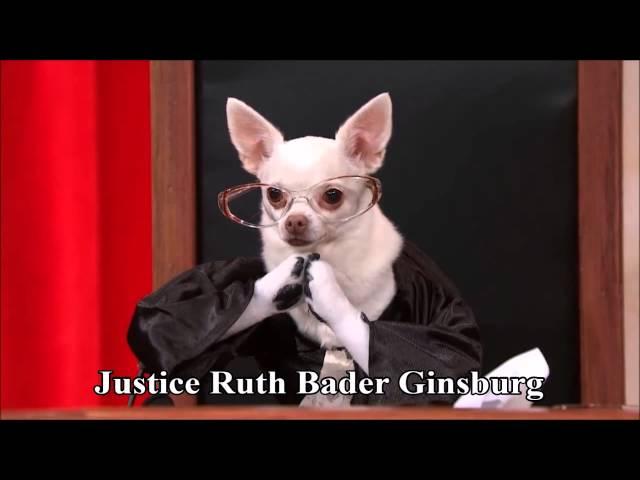 Citizens United v. FEC remix (Last Week Tonight #RealAnimalsFakePaws #PuppyJustice)