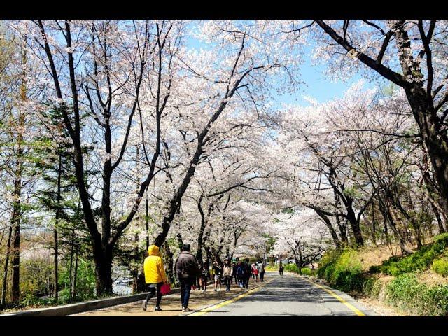 8 Kota Terindah di Korea Selatan yang wajib dikunjungi. Tempat wisata di seoul korea selatan