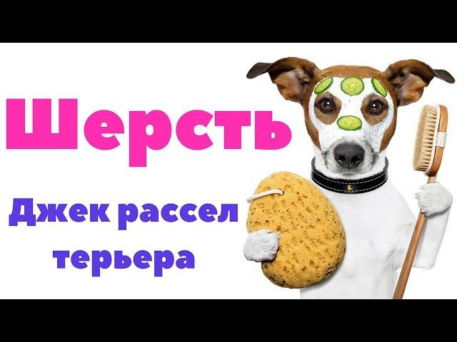 ШЕРСТЬ ДЖЕК РАССЕЛ ТЕРЬЕРА | КАК УХАЖИВАТЬ ЗА ШЕРСТЬЮ | ВИДЫ ШЕРСТИ ДЖЕК РАССЕЛ ТЕРЬЕРА