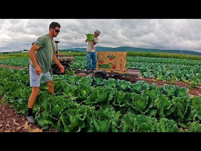 Harvesting A New Field Of Cabbage