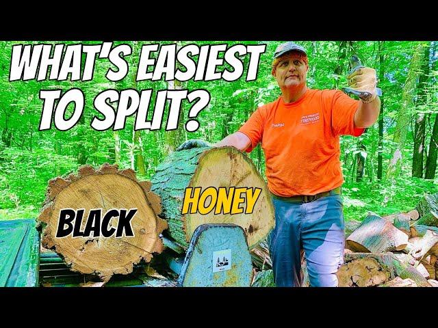 FIREWOOD | Honey locust vs black locust