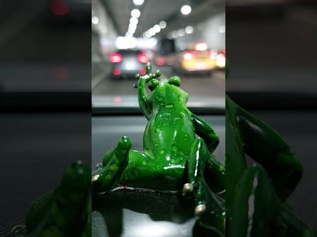 "Unusually Beautiful Traveler Frog in a Tunnel"