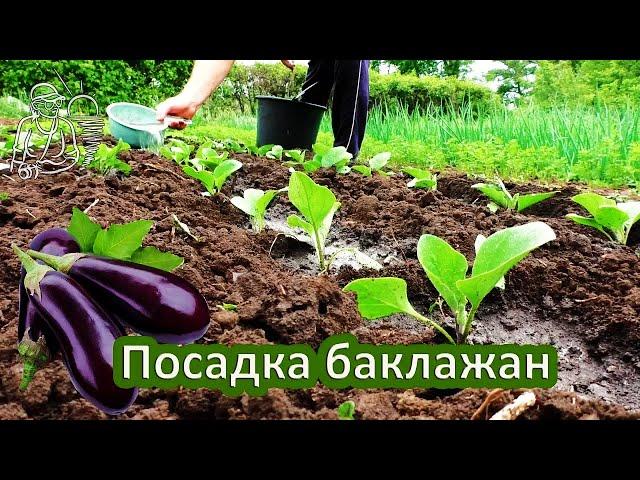  Planting eggplants in open ground with seedlings