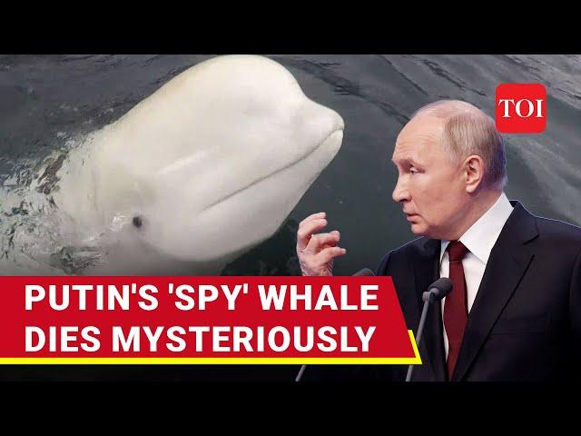 Russian ‘Spy’ Named After Putin Killed Off Norway’s Coast? Hvaldimir Beluga Whale Found Dead