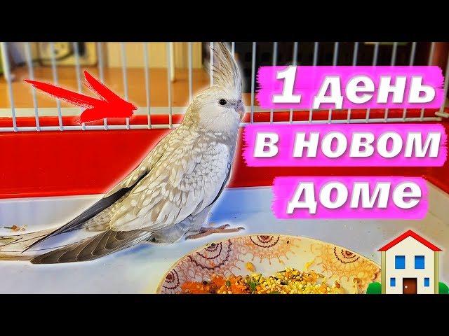 ПОПУГАЙ ПЕРВЫЙ ДЕНЬ ДОМА. Что нужно делать? Пол и имя птенца. | Рокки Life