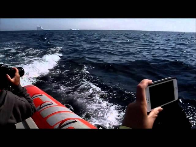 Killer Whales (Orcas) and Humpback whales near Quirpon Island