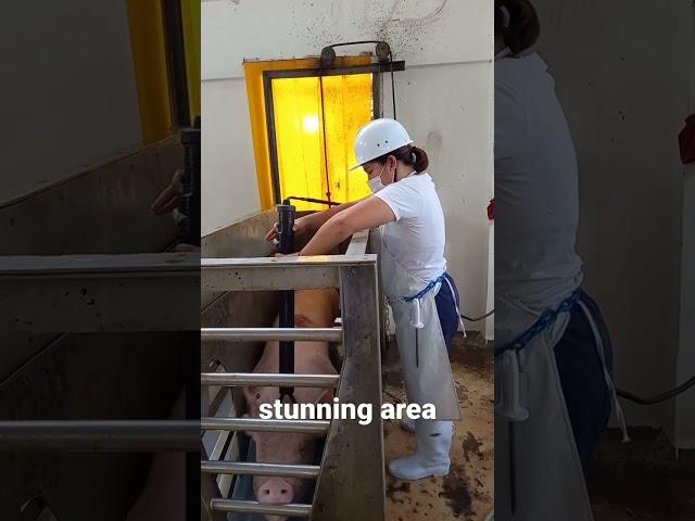 slaughtering operation(stunning)