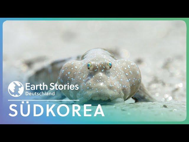 XXL Doku: Entdeckung der koreanischen Wildnis | Jenseits der Grenzen | Earth Stories Deutschland