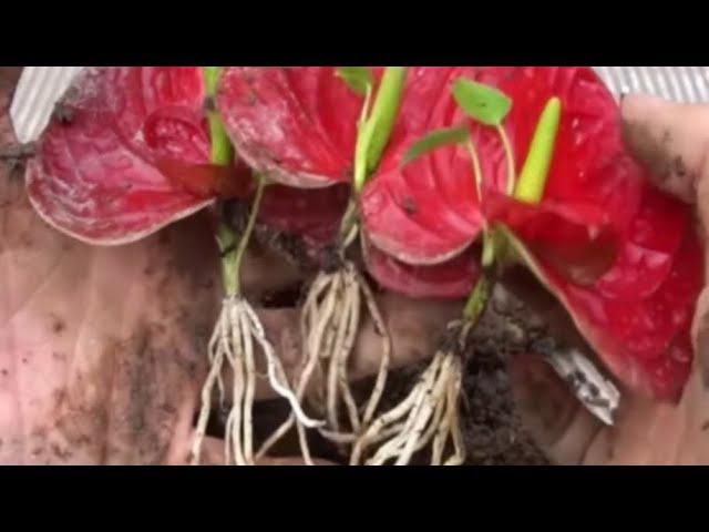 Как Укоренить Вырастить АНТУРИУМ из Цветка ||How to Root Grow Anthurium from a Flower