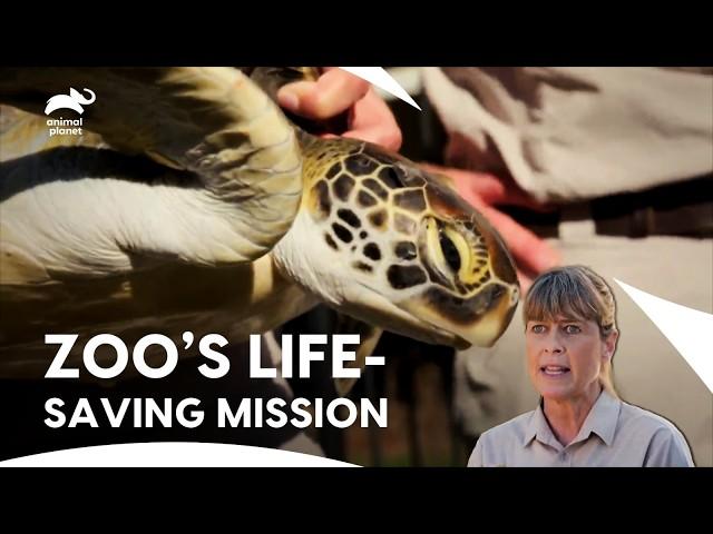 Australia Zoo Wildlife Hospital! Irwins Built a Hospital | Crikey! It’s The Irwins | Animal Planet