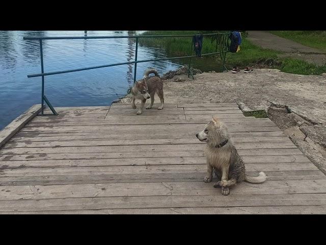 Маламуты на большой воде ни кто не решился спасти хозяина