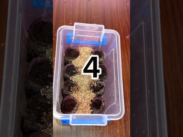 Выращивание глоксинии из семян. 5 простых рекомендаций, чтобы вырастить шикарные глоксинии из семян.