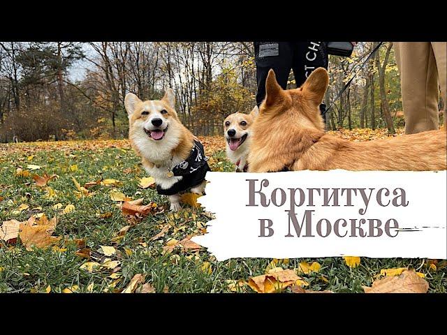 Они слишком милые! Коргитуса в Москве. Бентли бегает за девчонками.