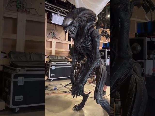 Animatronic Xenomorph for Alien: Romulus #alienromulus #aliens #movies