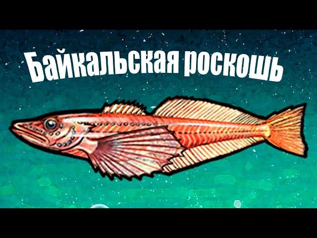 Почему на Байкале эту рыбу не ловят? Самая полезная рыба Байкала