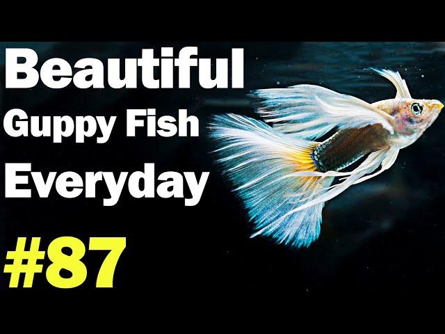 Guppy Channel - Beautiful Guppy Fish Everyday 87