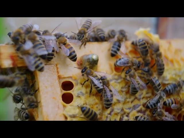 HEAL WHILE YOU SLEEP: Inside Bee Hive Sounds 150Hz Universal Healing Frequency and Resonance