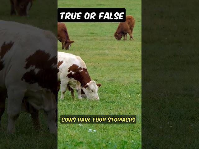 True or False? #trueorfalse #facts #cows #stomachs #four #compartments #technically #animals #farms