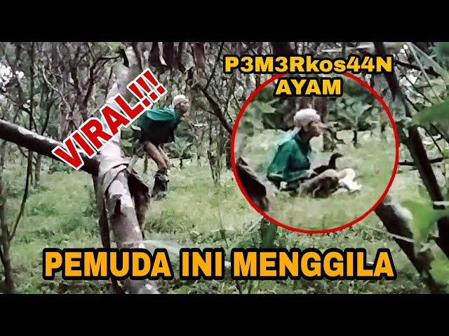 Pria gila rudalnya dimasukin ke ayam