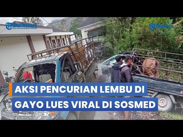 Aksi Pencurian Lembu di Gayo Lues Viral di Sosial Media