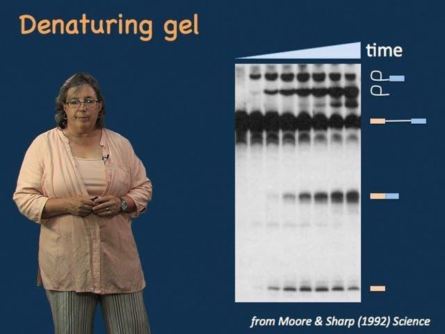 Melissa Moore (U. Mass/HHMI) Part 2: Spliceosome Structure and Dynamics