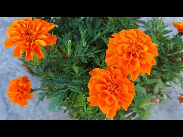 How to collect marigold seeds from your flowers