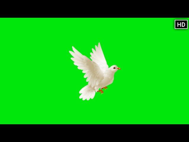 GREEN SCREEN Dove birds Flying effects HD No copyright  | chroma key dove pigeon