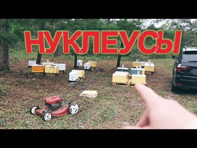 Пересаживаем отводки Июнь