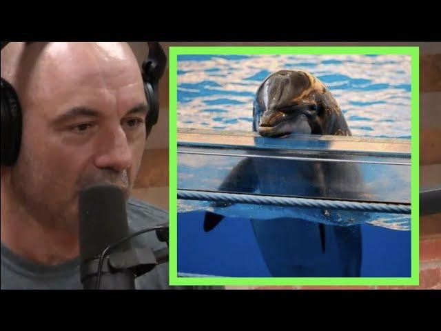 Joe Rogan | Holding Dolphins in Captivity is Slavery w/Phil Demers