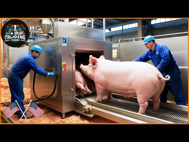 Shocking ! How U.S. Farmers Use Cutting-Edge Technology to Process Pigs | Processing Factory