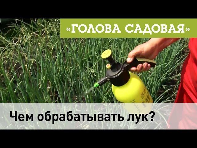 Голова садовая - Чем обрабатывать лук?