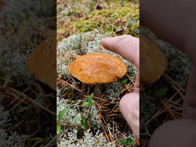 Poking Wild Mushrooms of the Forest!