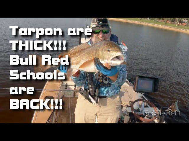 Preview Tarpon are Thick and Bull Reds Schools are BACK!!!