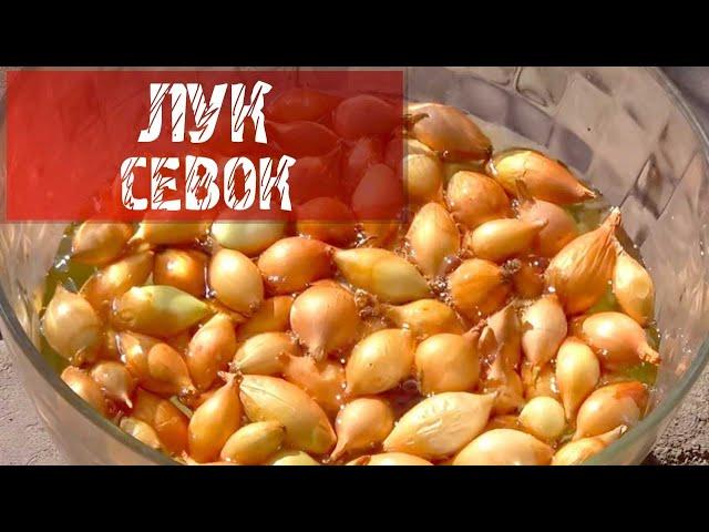 ПОДГОТОВКА ЛУКА СЕВКА К ПОСАДКЕ