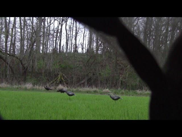 Bennett Turkey Hunt 2020