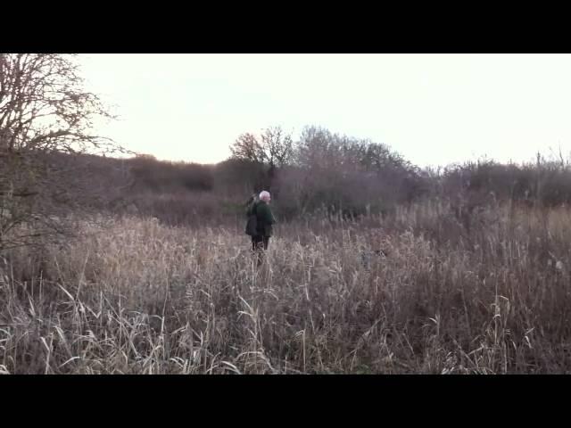 Goshawking Pheasants