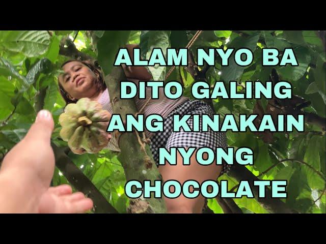 Province Life “Cacao at Young Coconut” Dito Galing ang Chocolate..Namutong kami