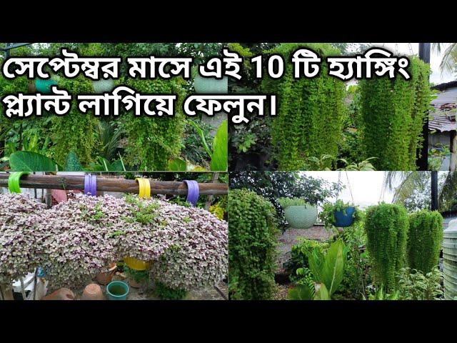 সেপ্টেম্বর মাসে লাগিয়ে ফেলুন এই ১০ টি হাঙ্গিং প্ল্যান্ট । Top 10 Hanging Plants |  gardening tips