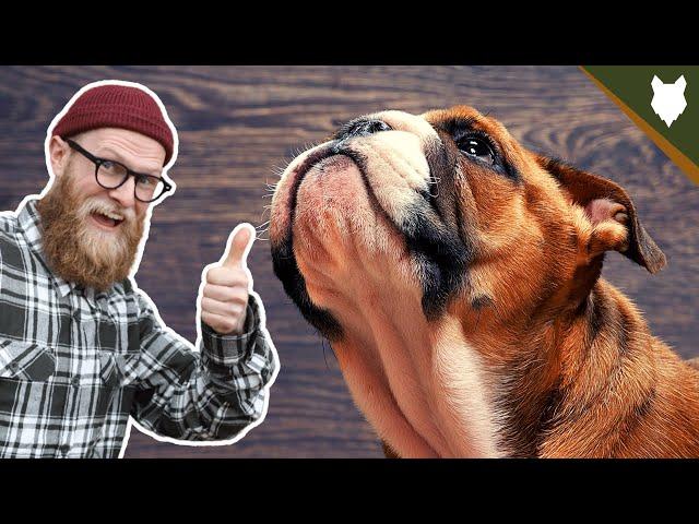 How To Get Your ENGLISH BULLDOG TO STAY