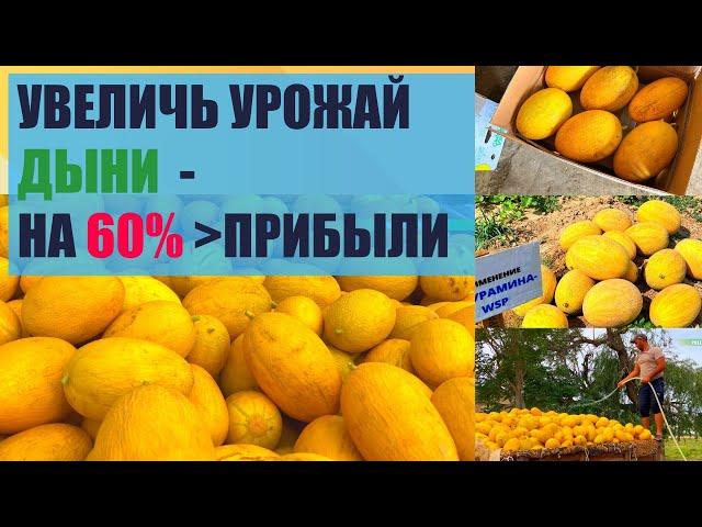 КАК УВЕЛИЧИТЬ УРОЖАЙ ДЫНИ?