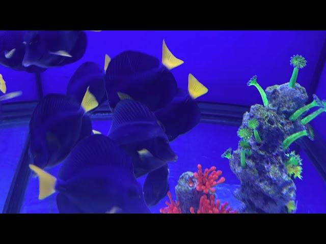 Purple Tang are the new Yellow Tang!