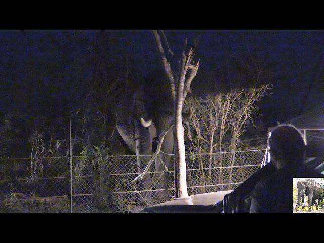 Elephant Destroys Fence At Crocodile Bridge Camp Kruger Park