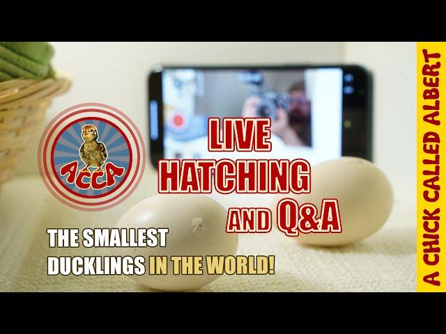 Live Hatchings - The smallest ducks on earth