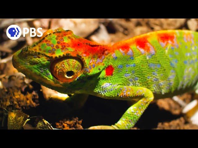 Female Chameleon Erupts with Color Before Death