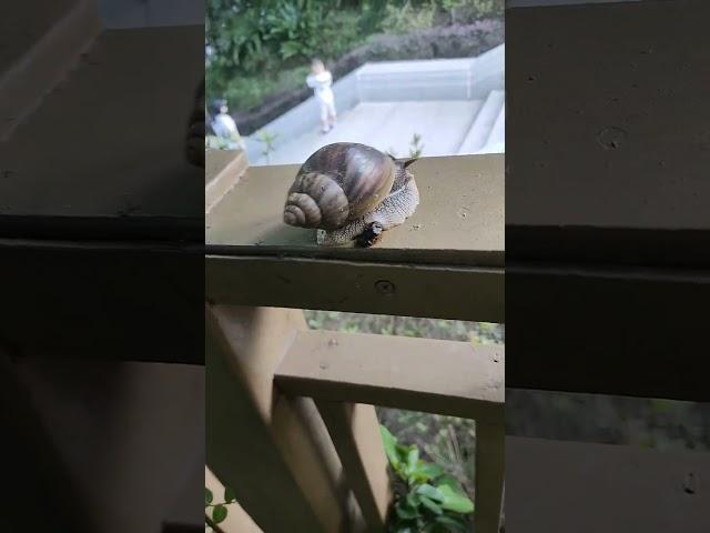 THE SNAIL AND THE ANTS  #mentionedyou #everyone #viralvideo