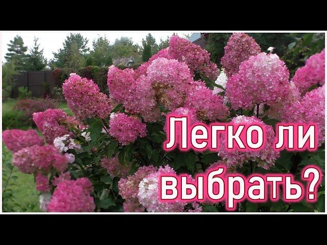 Чтобы потом не искать 10 отличий!  Гортензия метельчатая - какие соцветия бывают?