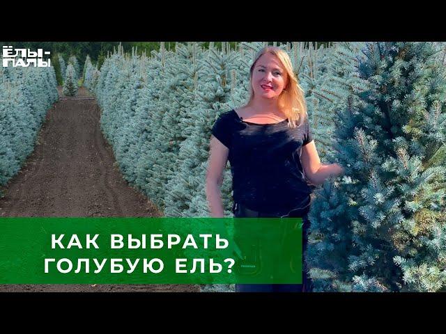 Как выбрать голубую ель и от чего зависит цена на растение.