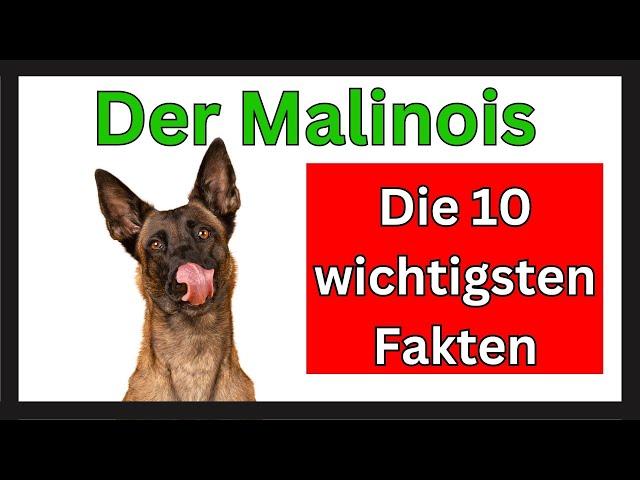 Malinois  Die 10 wichtigsten Fakten dieser Hunderasse