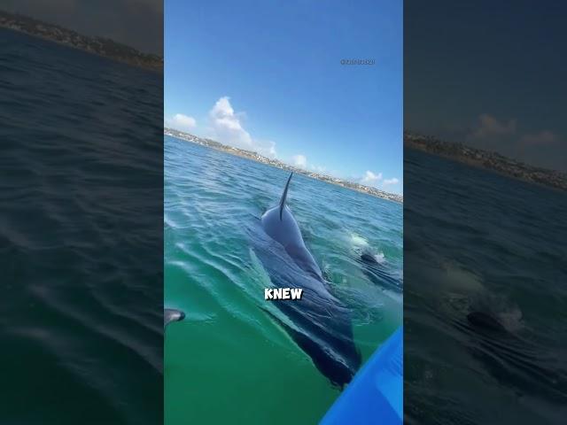 Encounter with a group of Orcas!